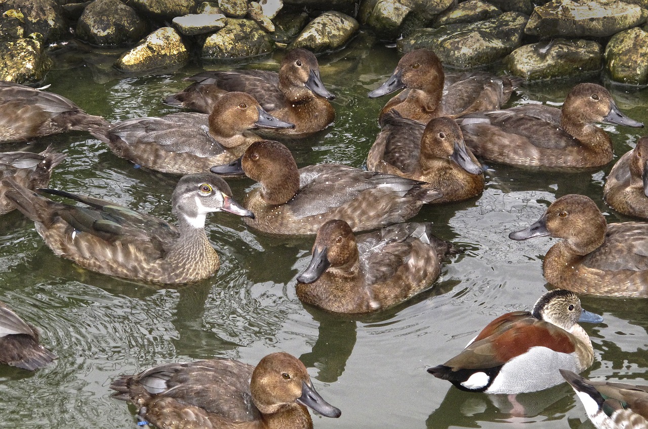 ducks duck pond thread free photo