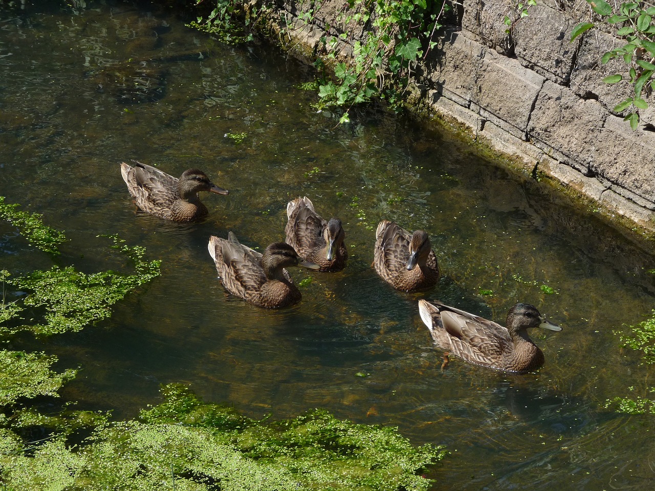 ducks river animals free photo