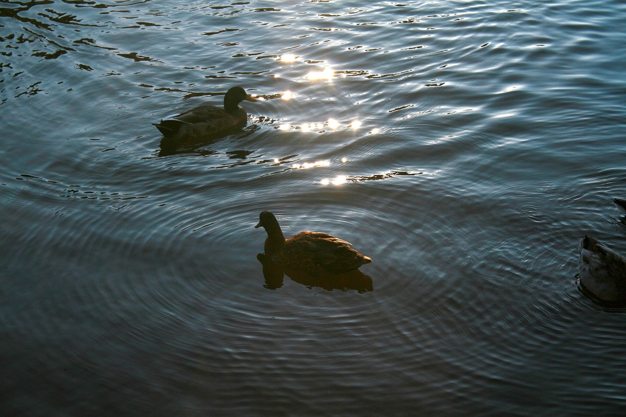 ducks animal bird free photo