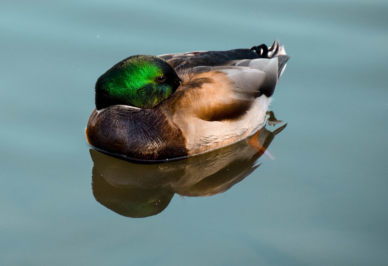 ducks water pond free photo