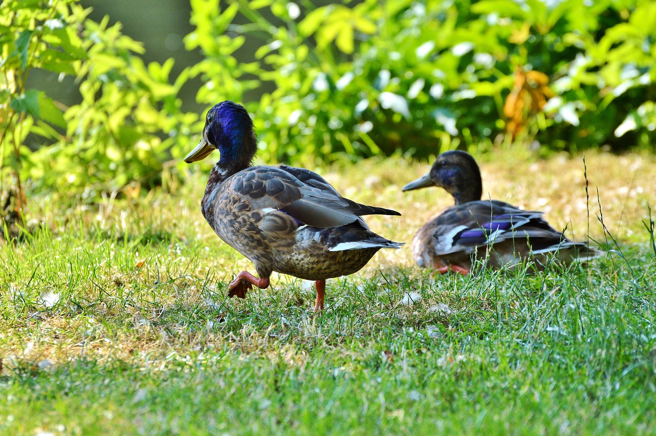 ducks waterfowl mallard free photo