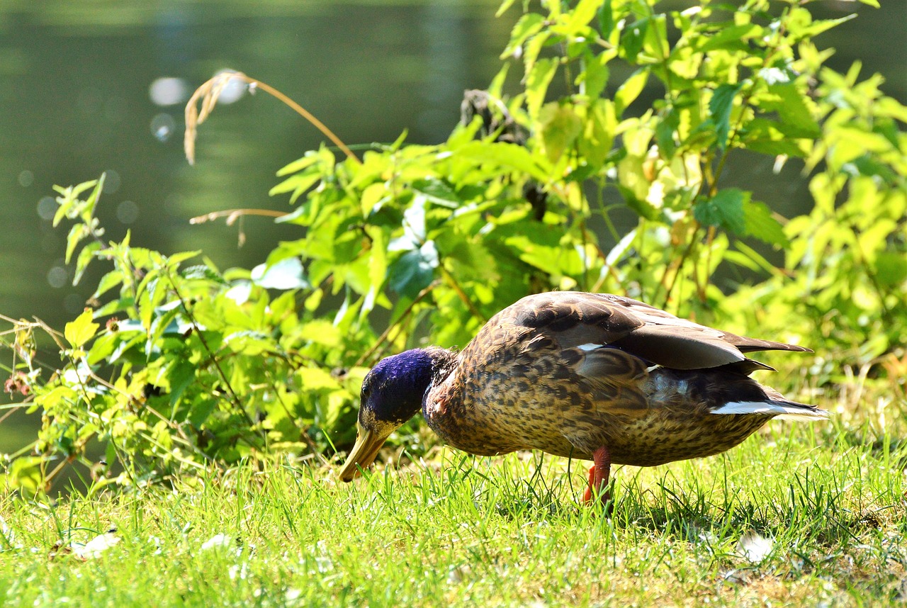 ducks waterfowl mallard free photo