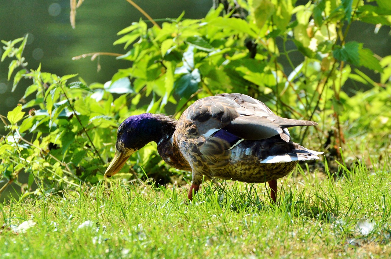 ducks waterfowl mallard free photo