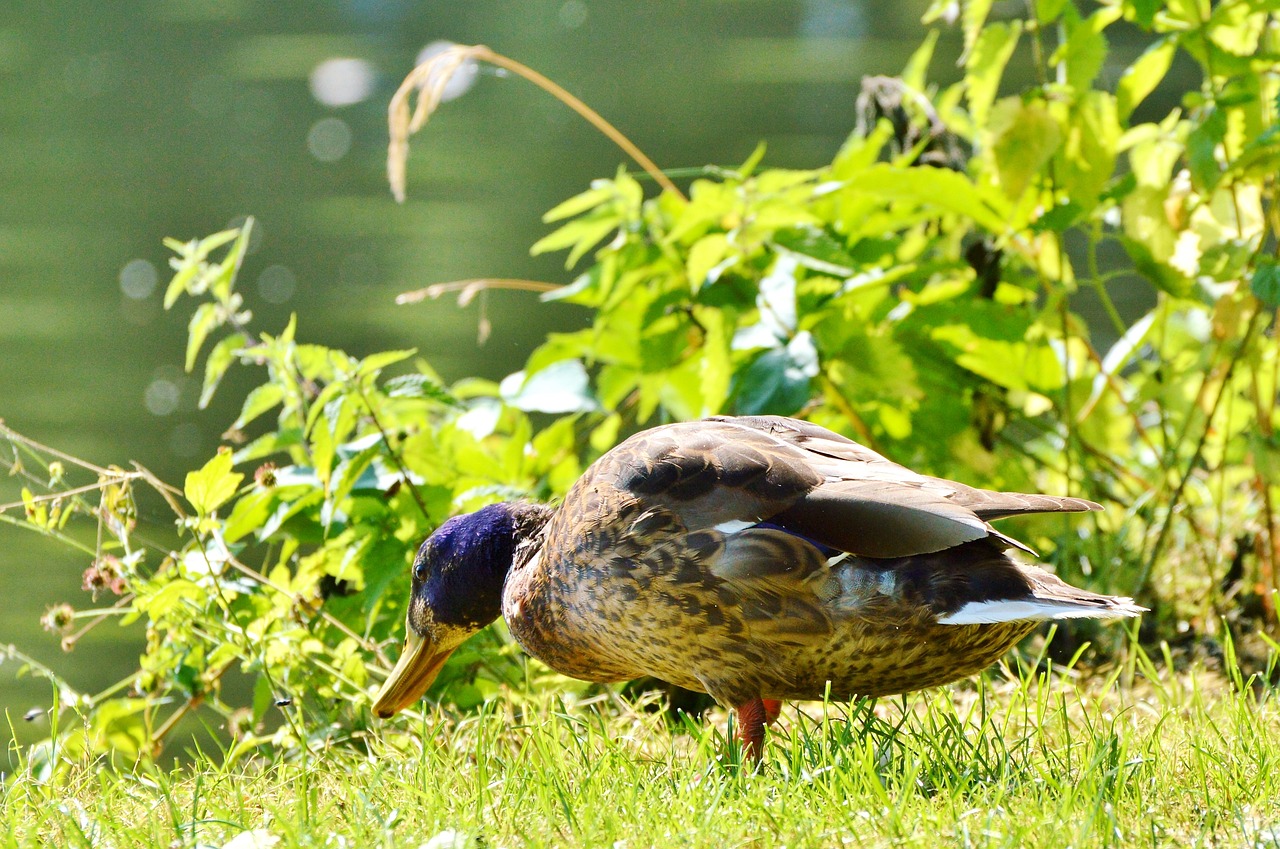 ducks waterfowl mallard free photo