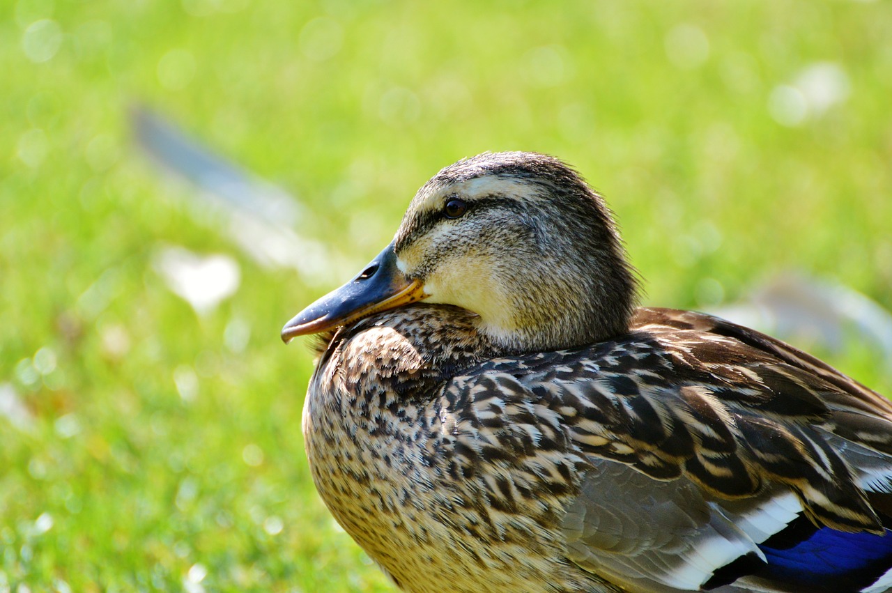 ducks waterfowl mallard free photo