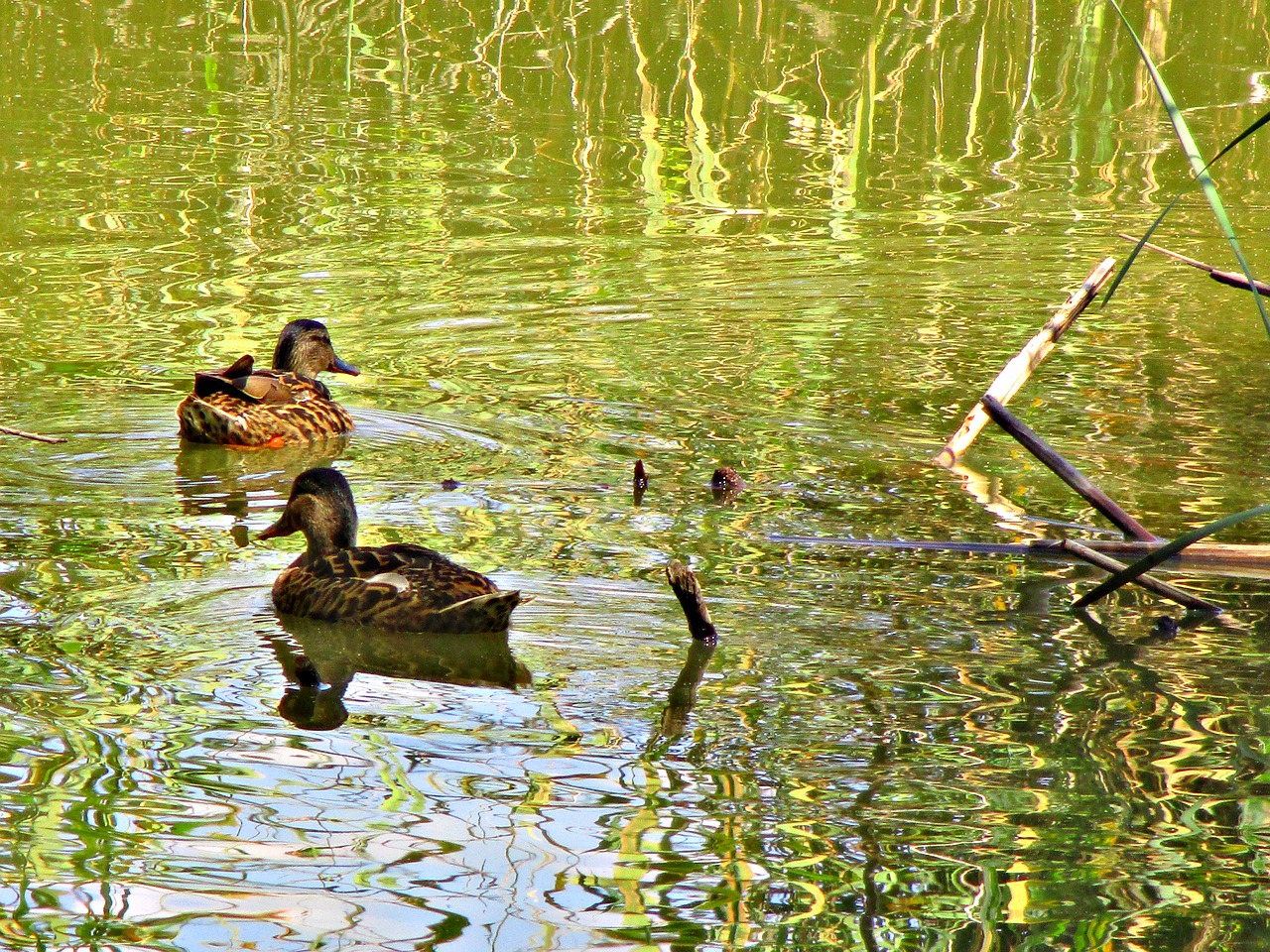 ducks animals pond free photo