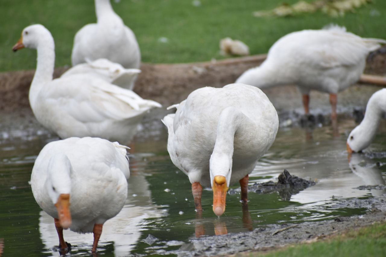 ducks group enjoying birds free photo