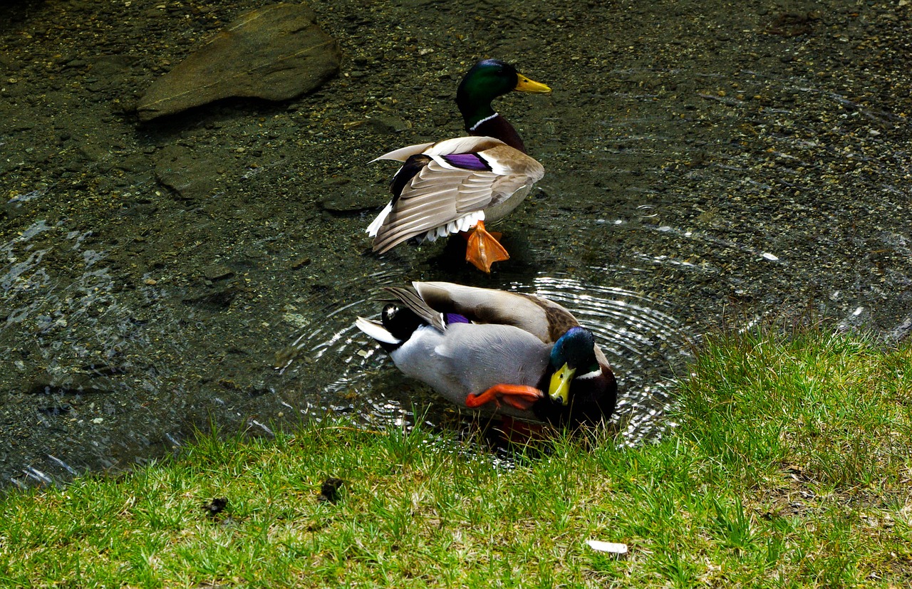 ducks mallard water bird free photo