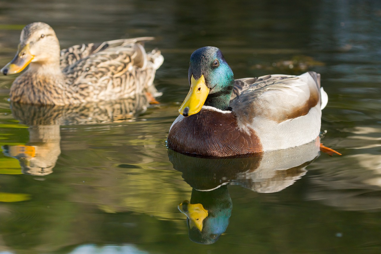 ducks mallard drake free photo