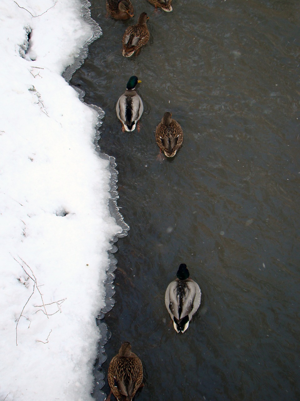 ducks winter river free photo