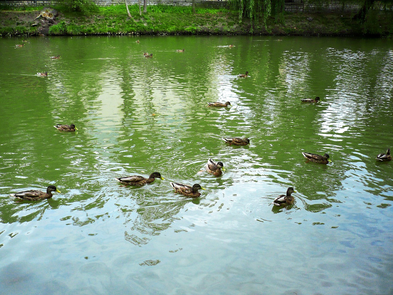 ducks nature opole free photo