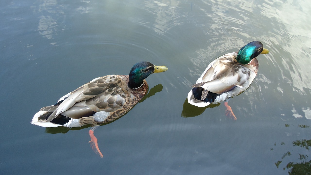 ducks colorful birds free photo