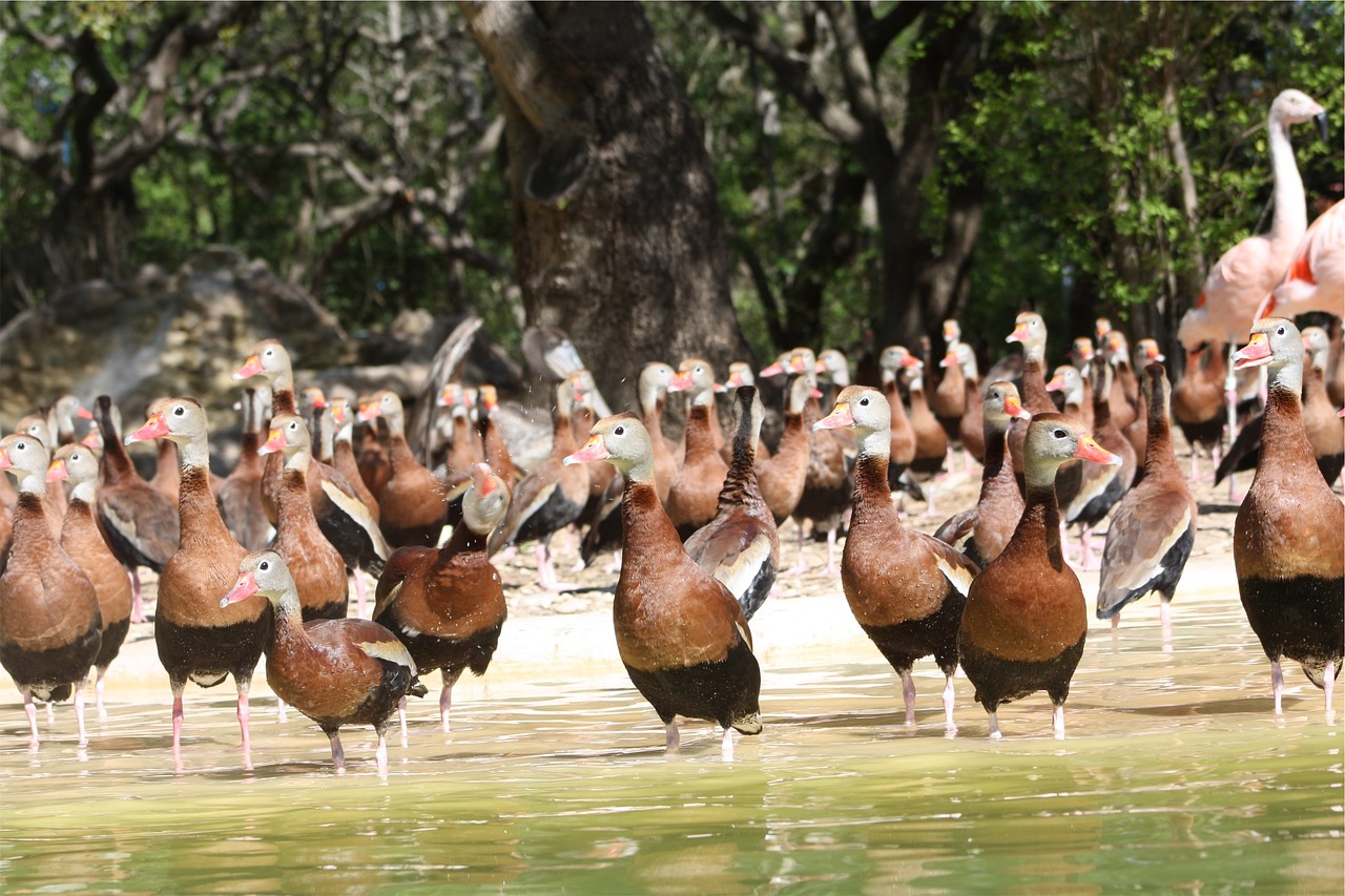 ducks birds animals free photo