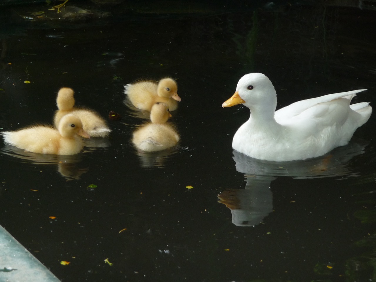 ducks family happy free photo