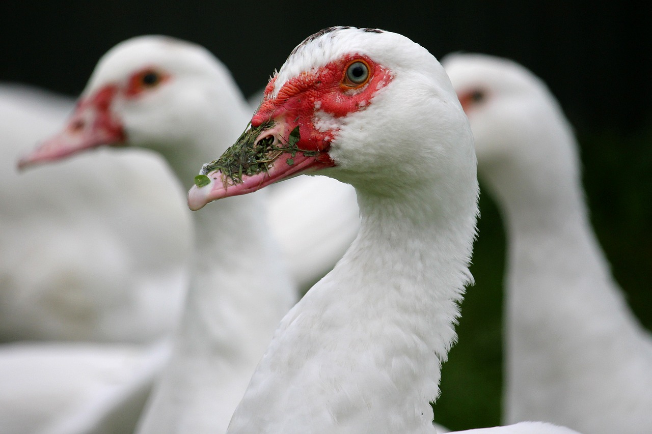 ducks red beak bio free photo