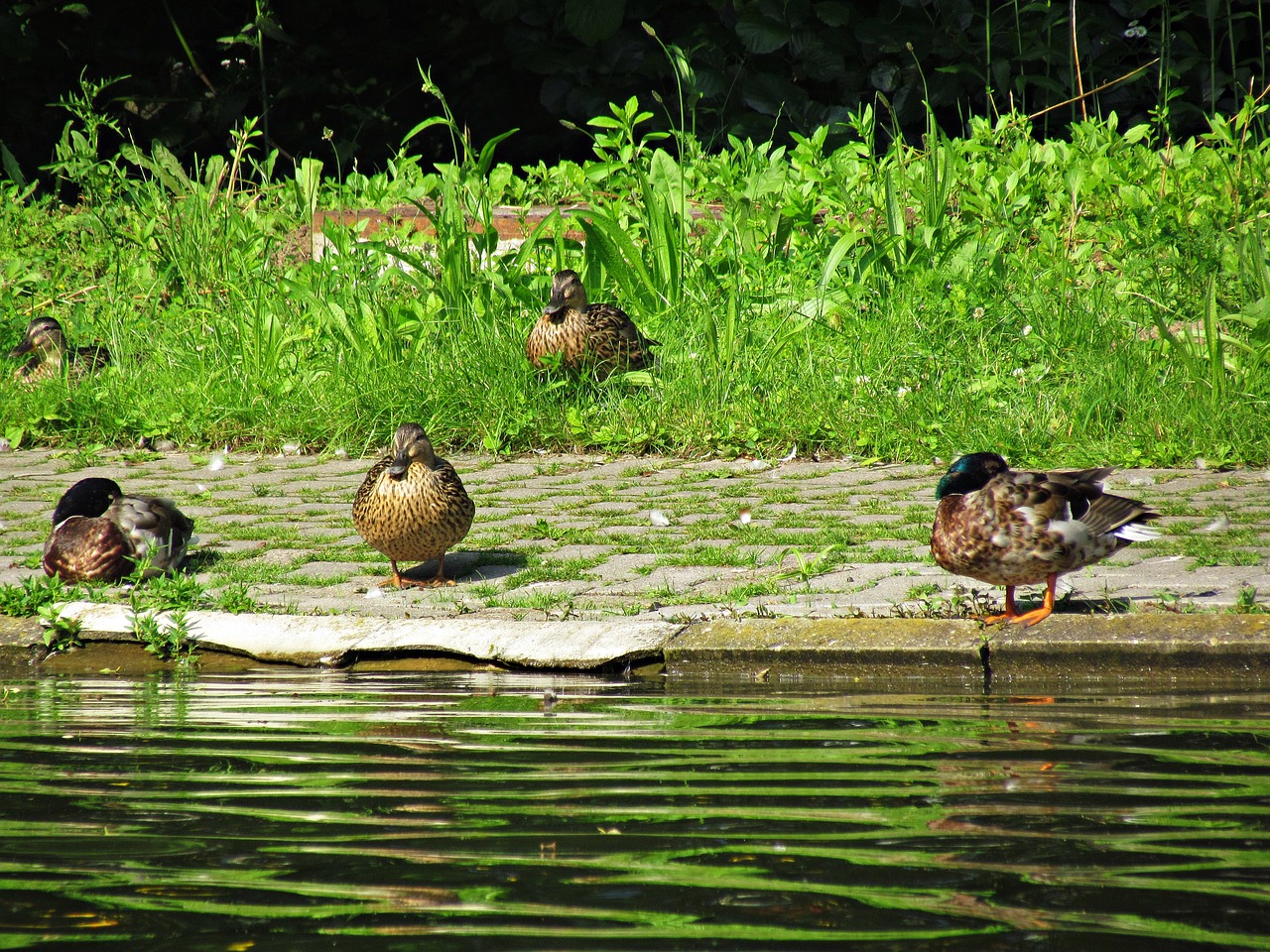 ducks duck wild birds free photo