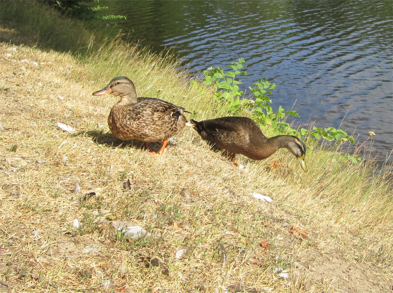 ducks and bird free photo