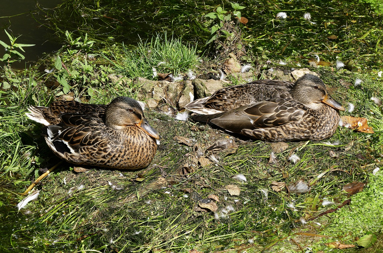 ducks mallard mallard female free photo