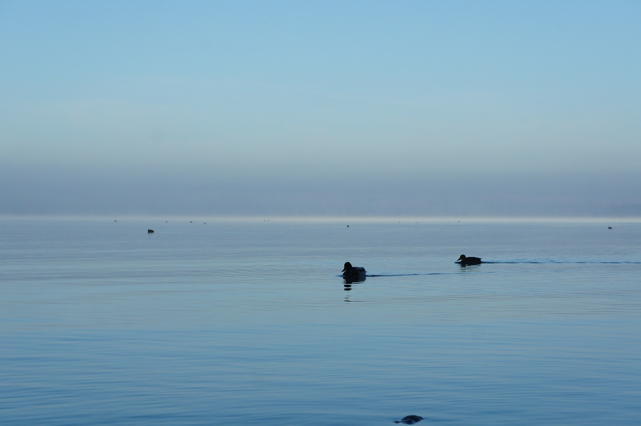 ducks chiemsee mood free photo