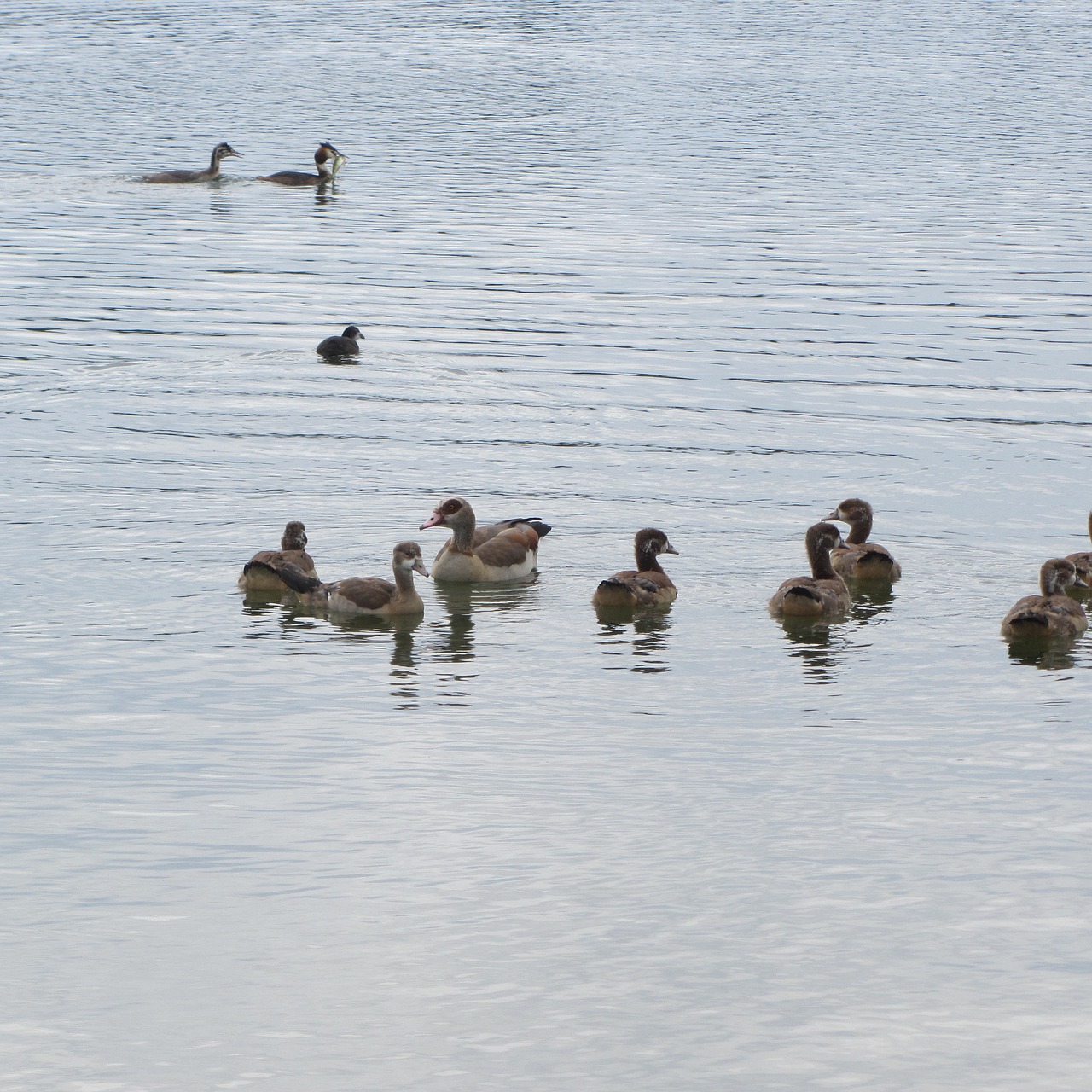 ducks water water bird free photo