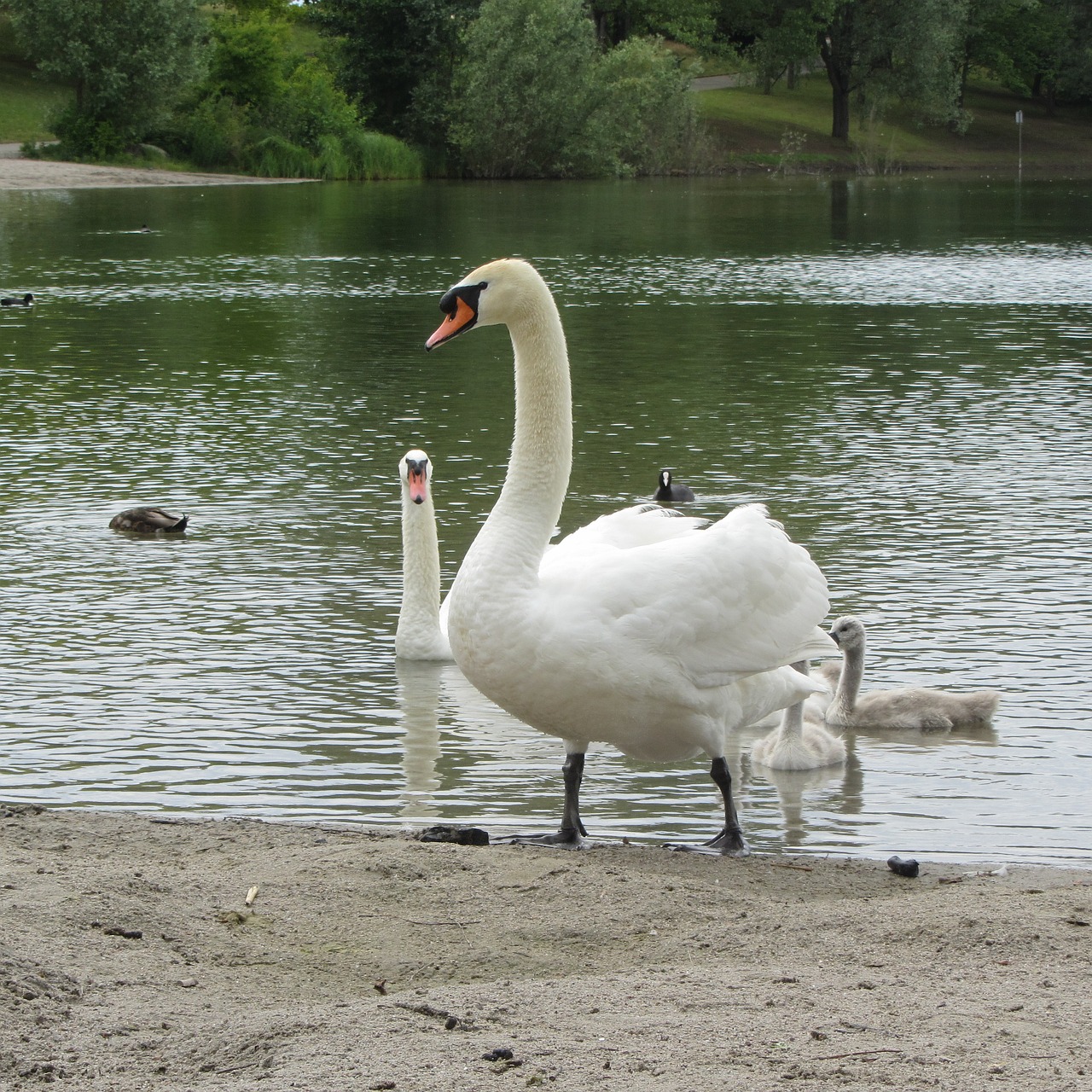 ducks water water bird free photo