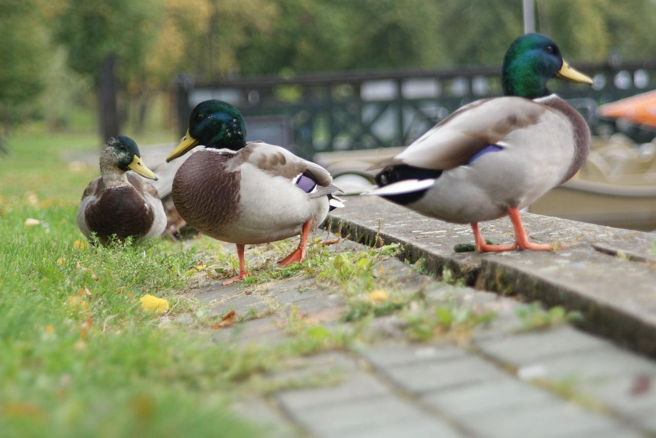 ducks birds nature free photo