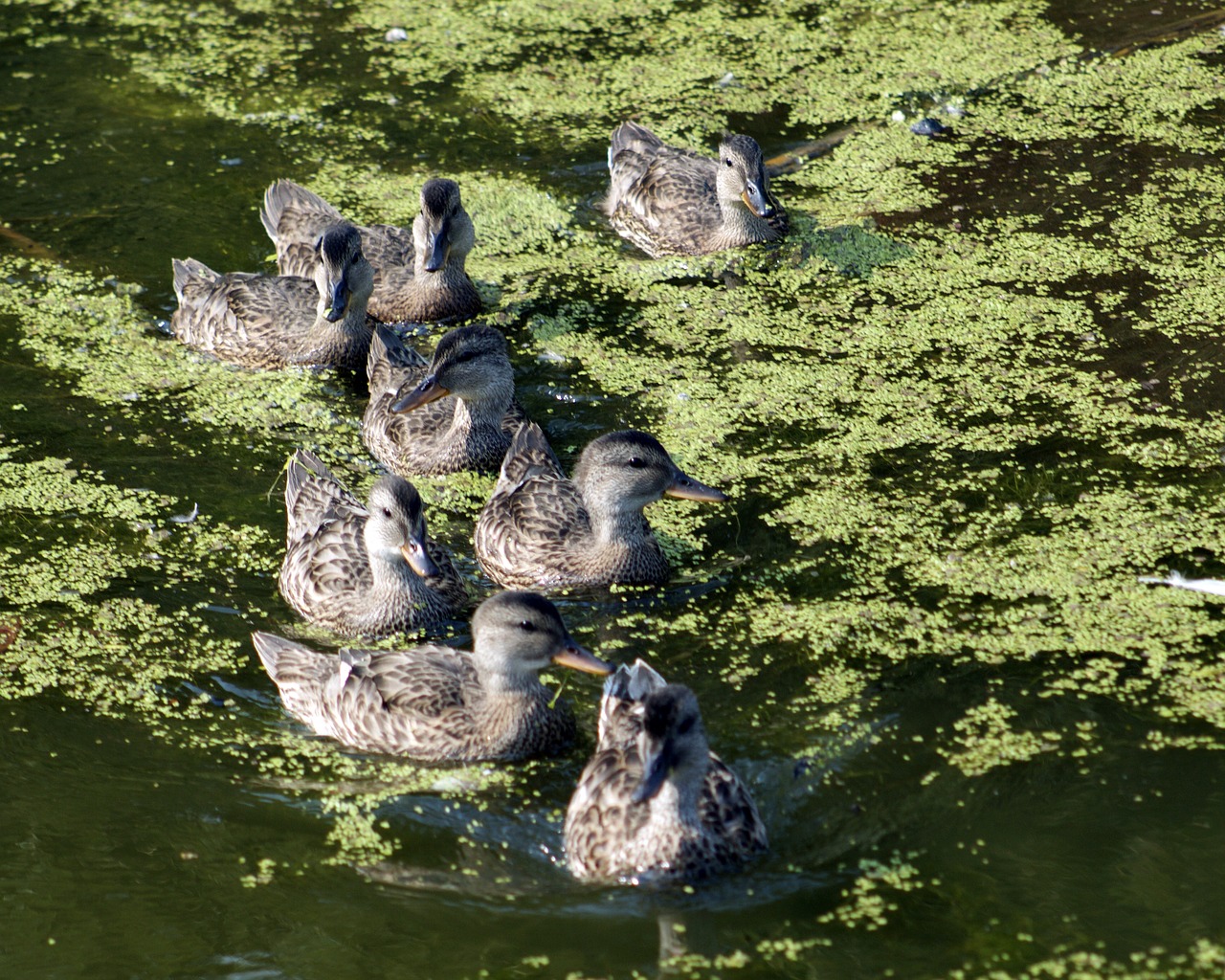 ducks duck family nature free photo