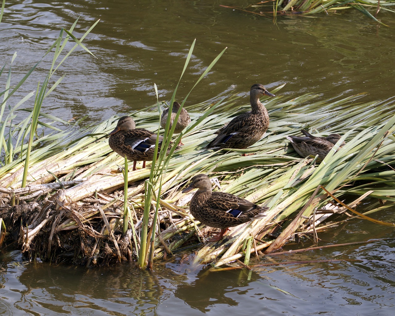 ducks reeds lake free photo