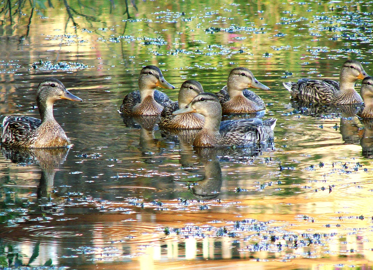 ducks wildlife swimming free photo