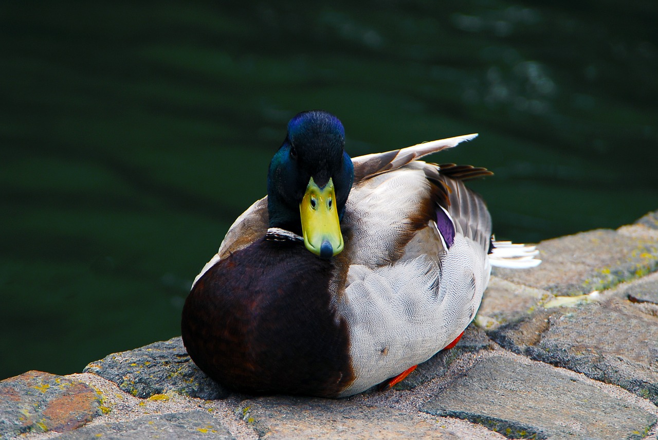 ducks pond wildlife free photo