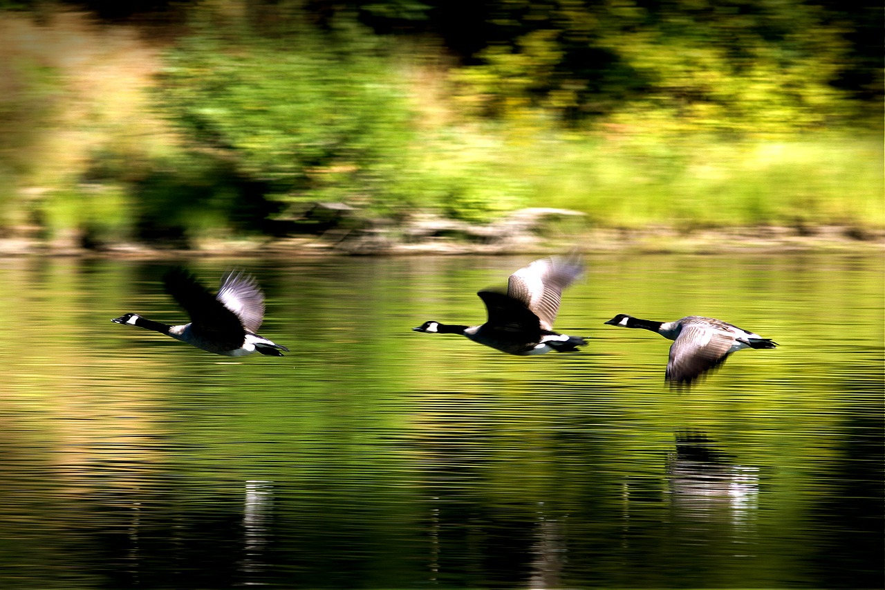 ducks birds flying free photo