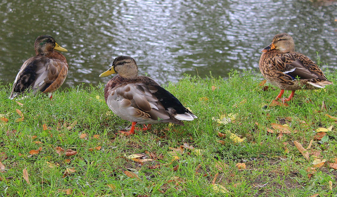 ducks crossword wild birds free photo