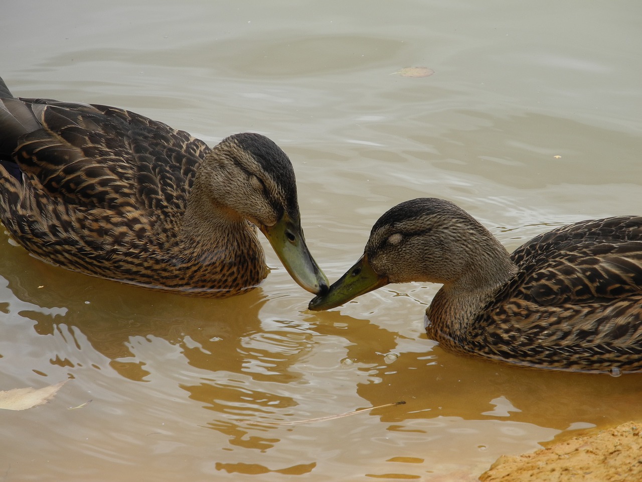 ducks animals feathers free photo