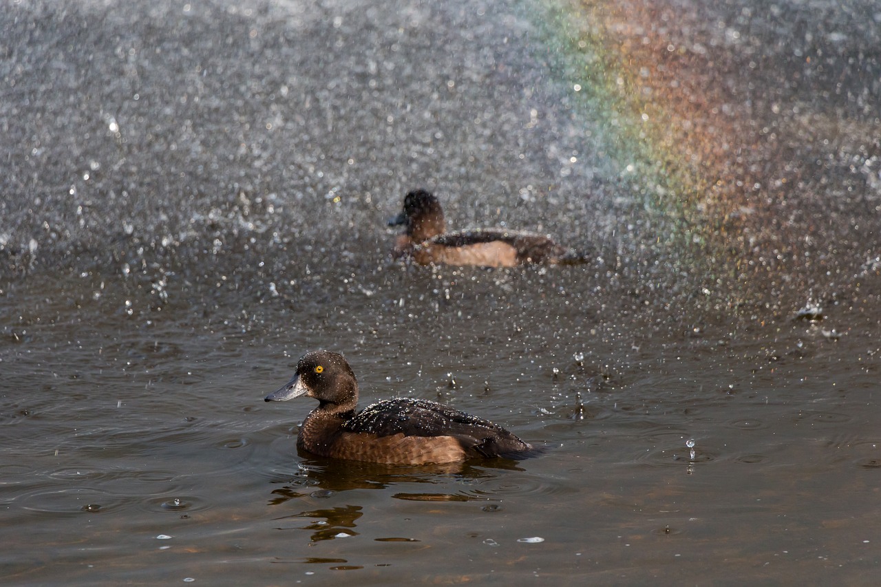 ducks water rainbow free photo