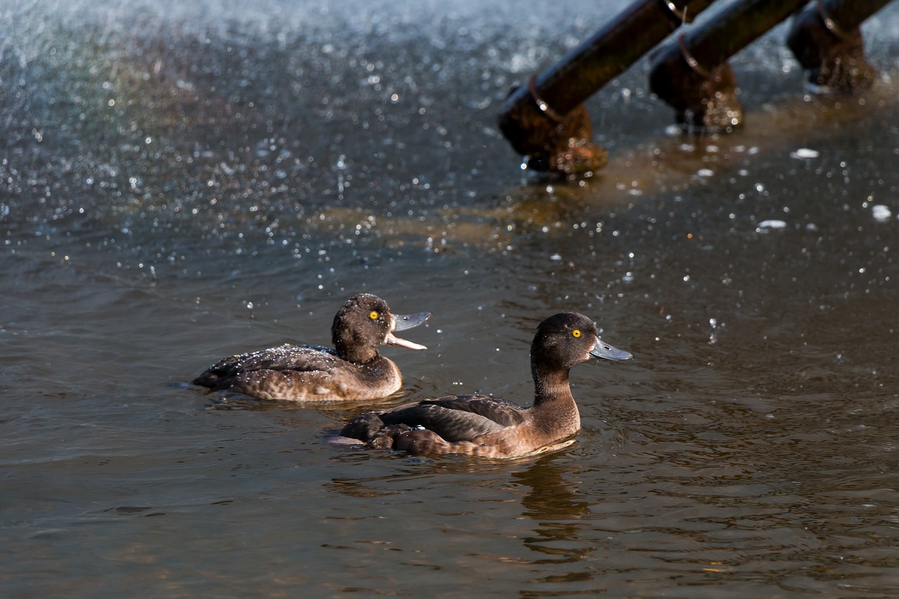 ducks water drip free photo