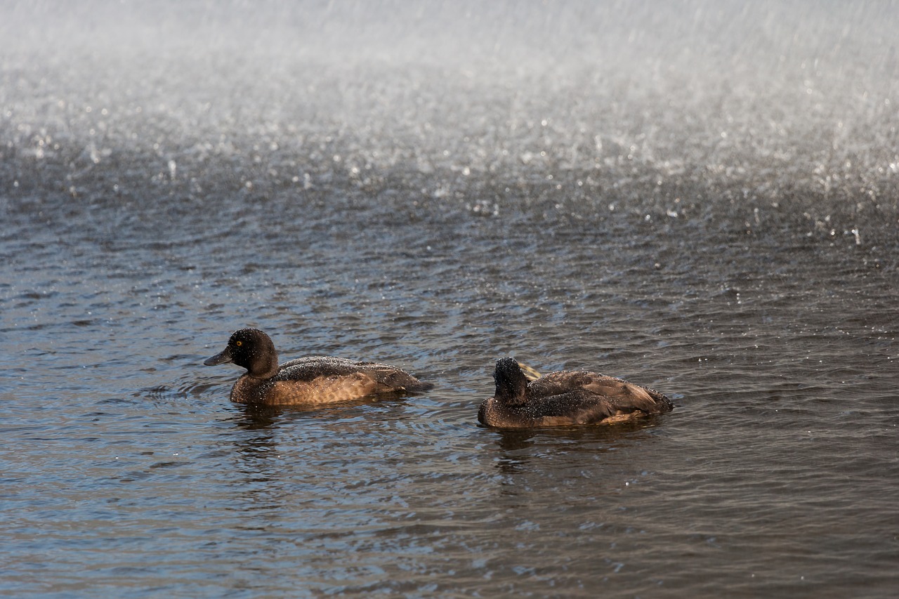 ducks water animal free photo