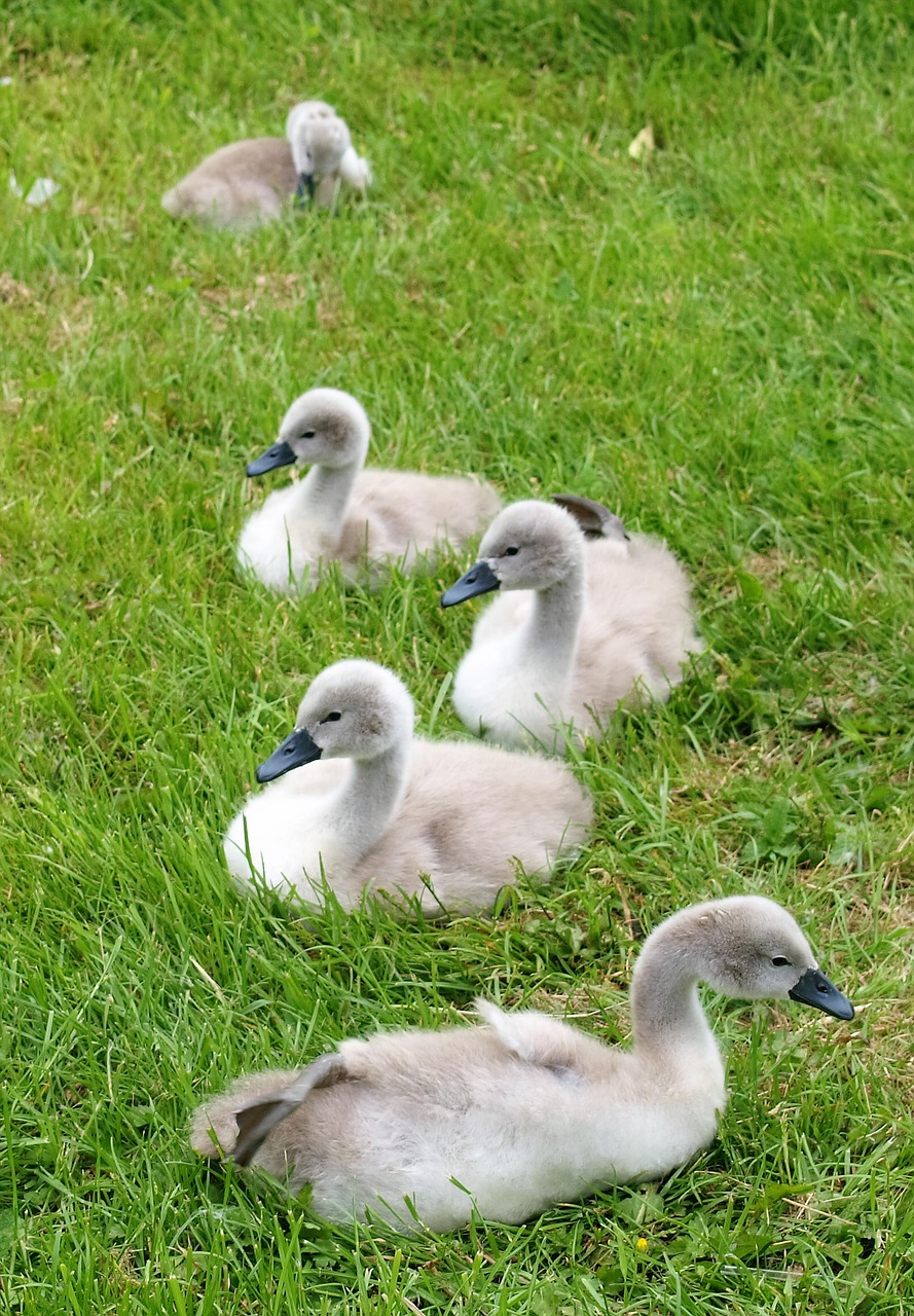 ducks swans birds free photo