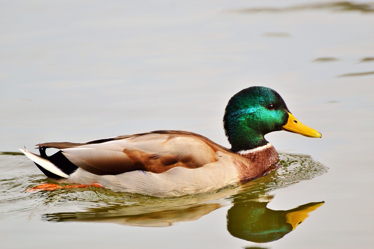 ducks waterfowl mallard free photo