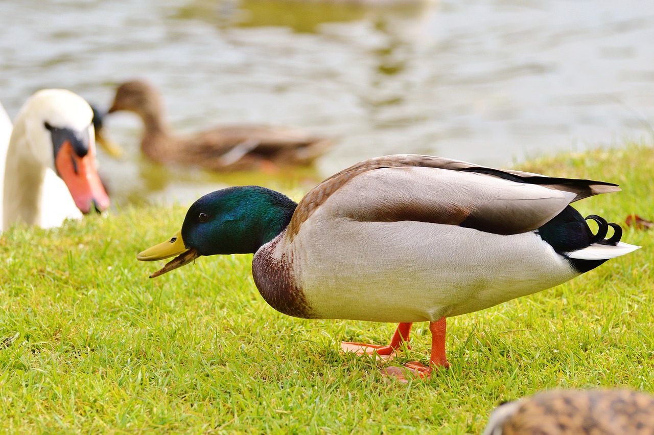 ducks waterfowl mallard free photo