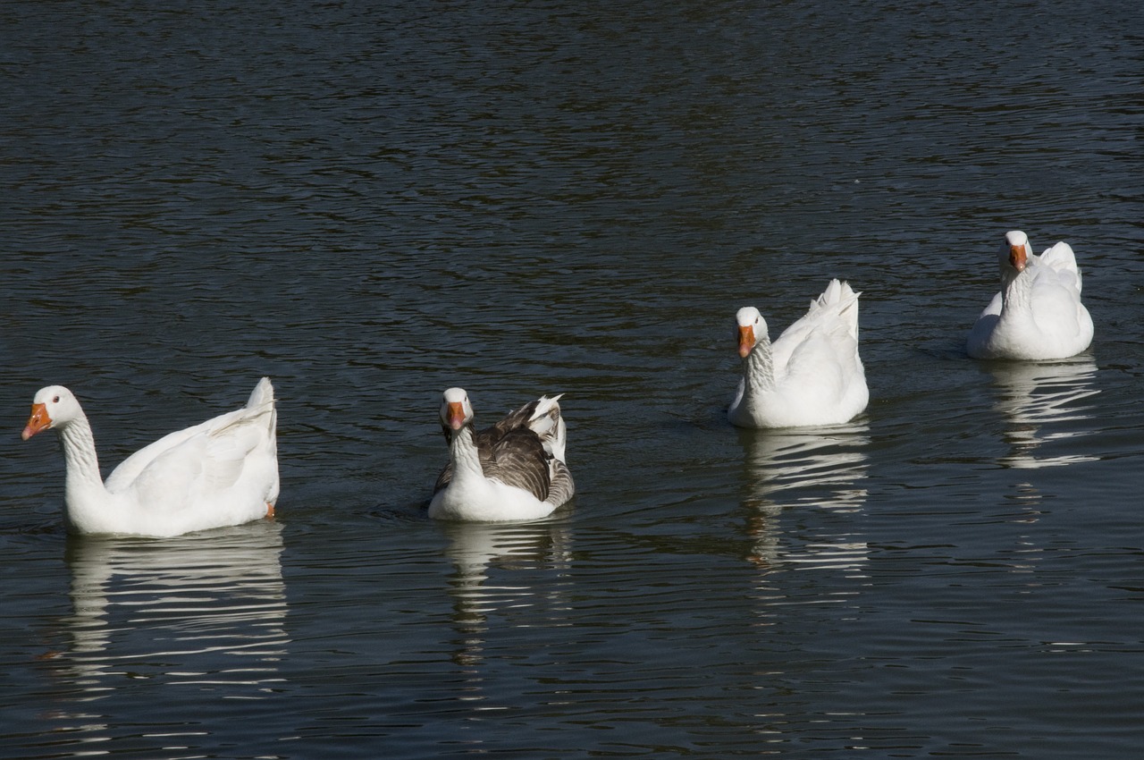 ducks lake nature free photo