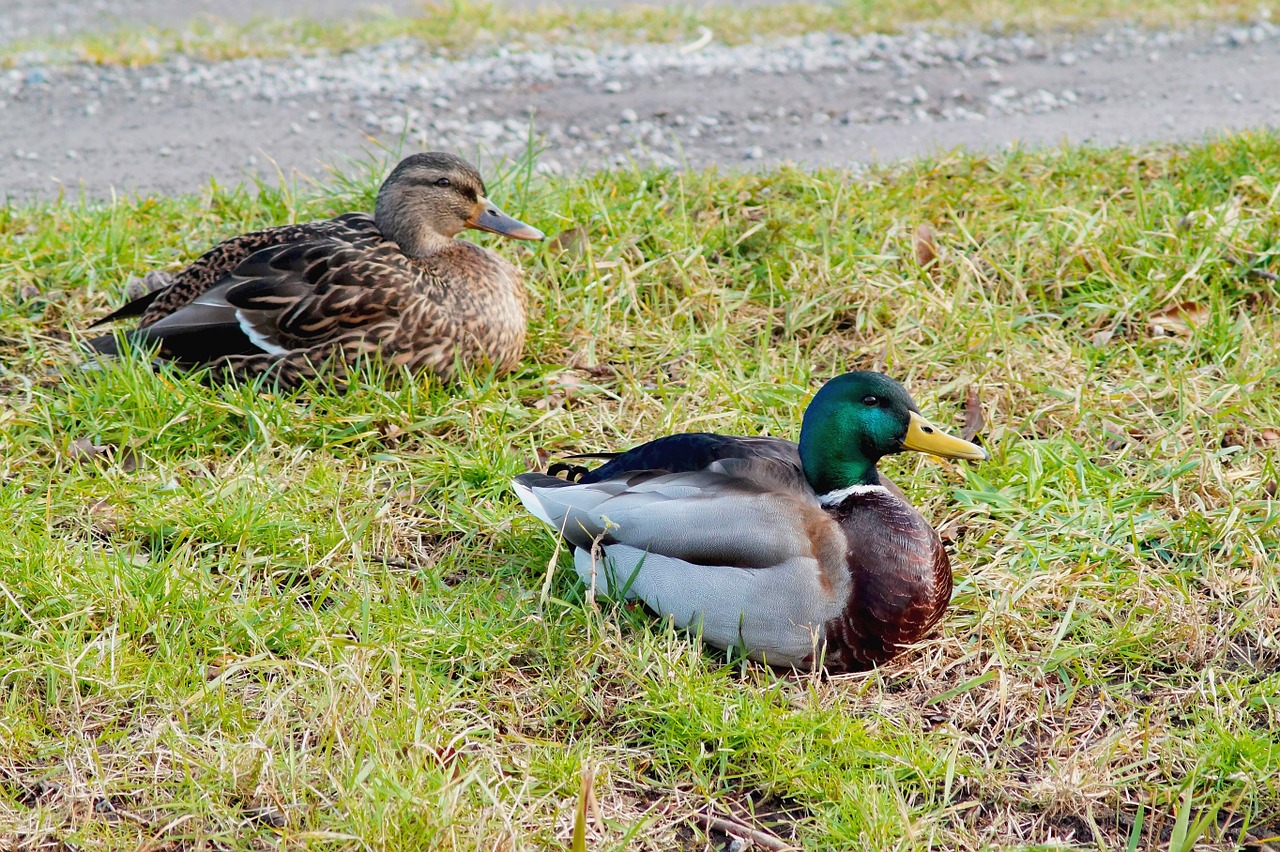 ducks pair drake free photo