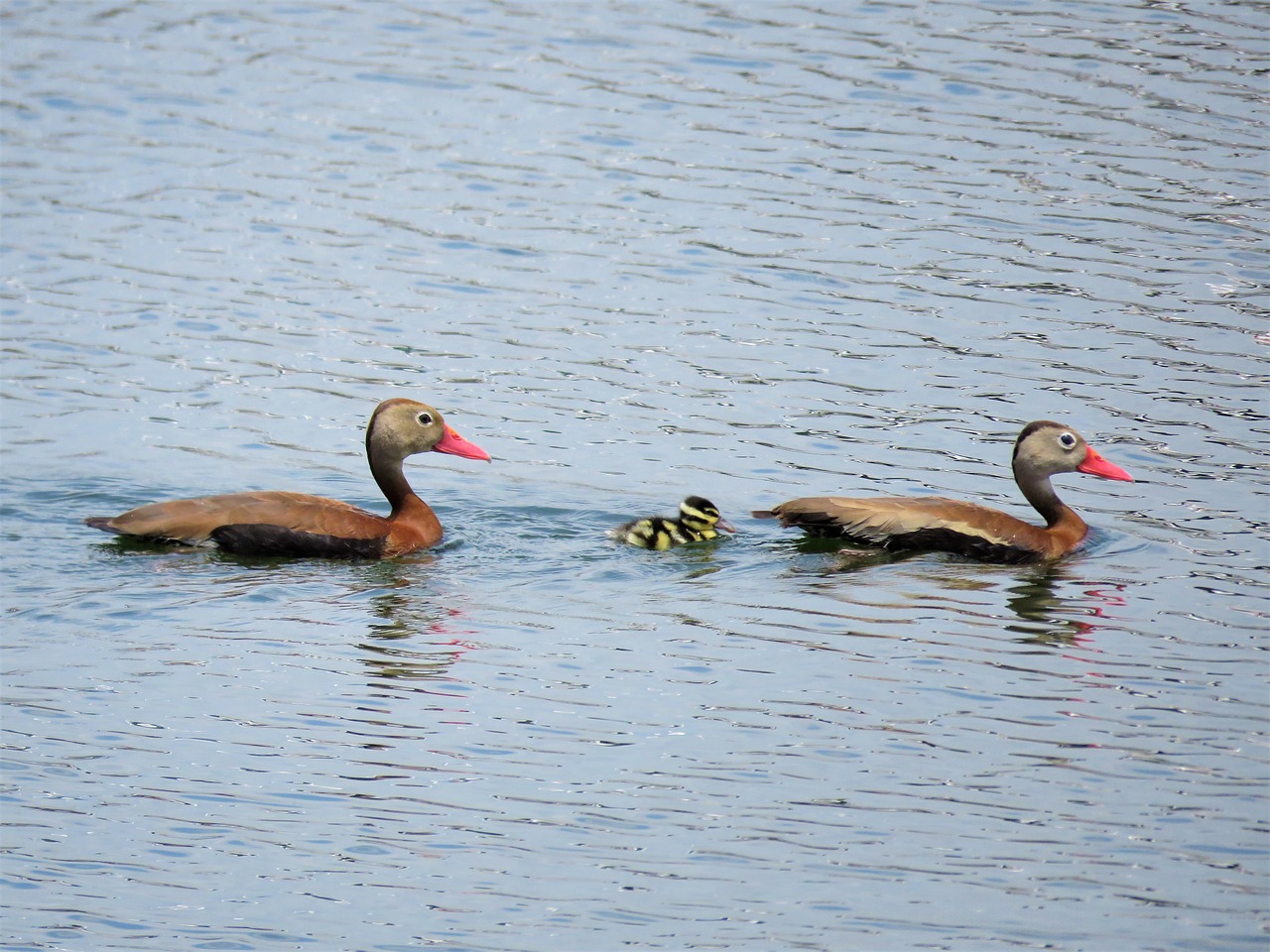 ducks duckling baby bird free photo