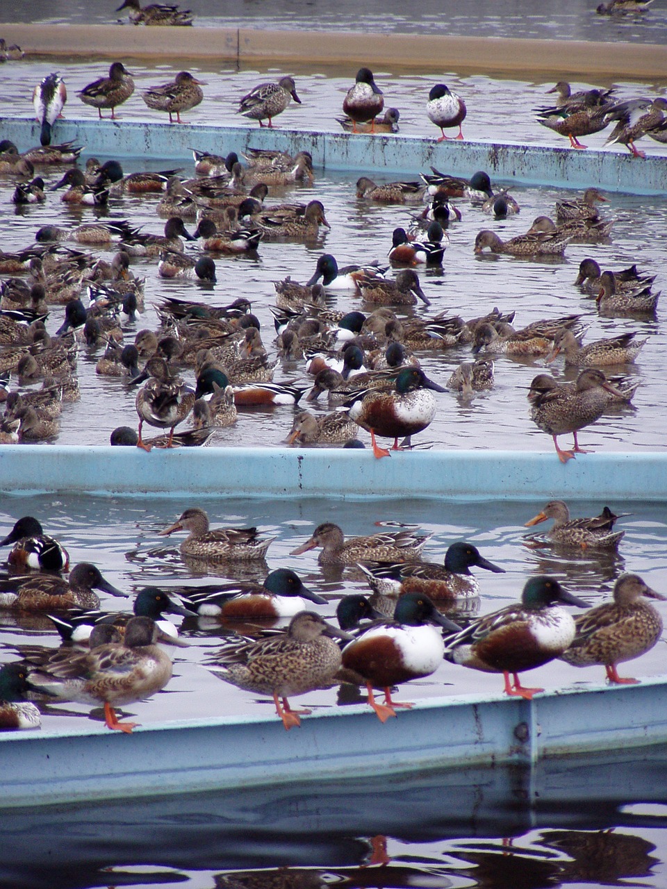 ducks industrial waterway free photo