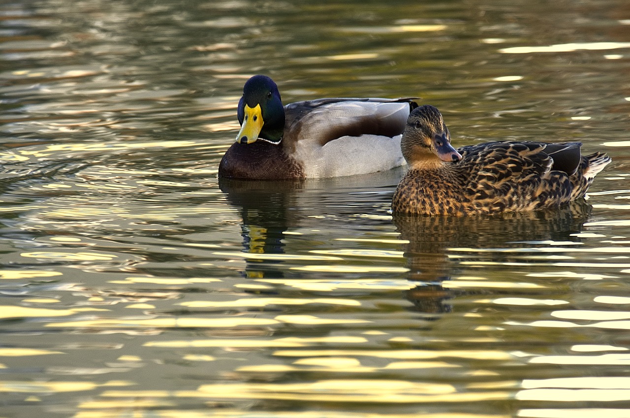 ducks birds nature free photo