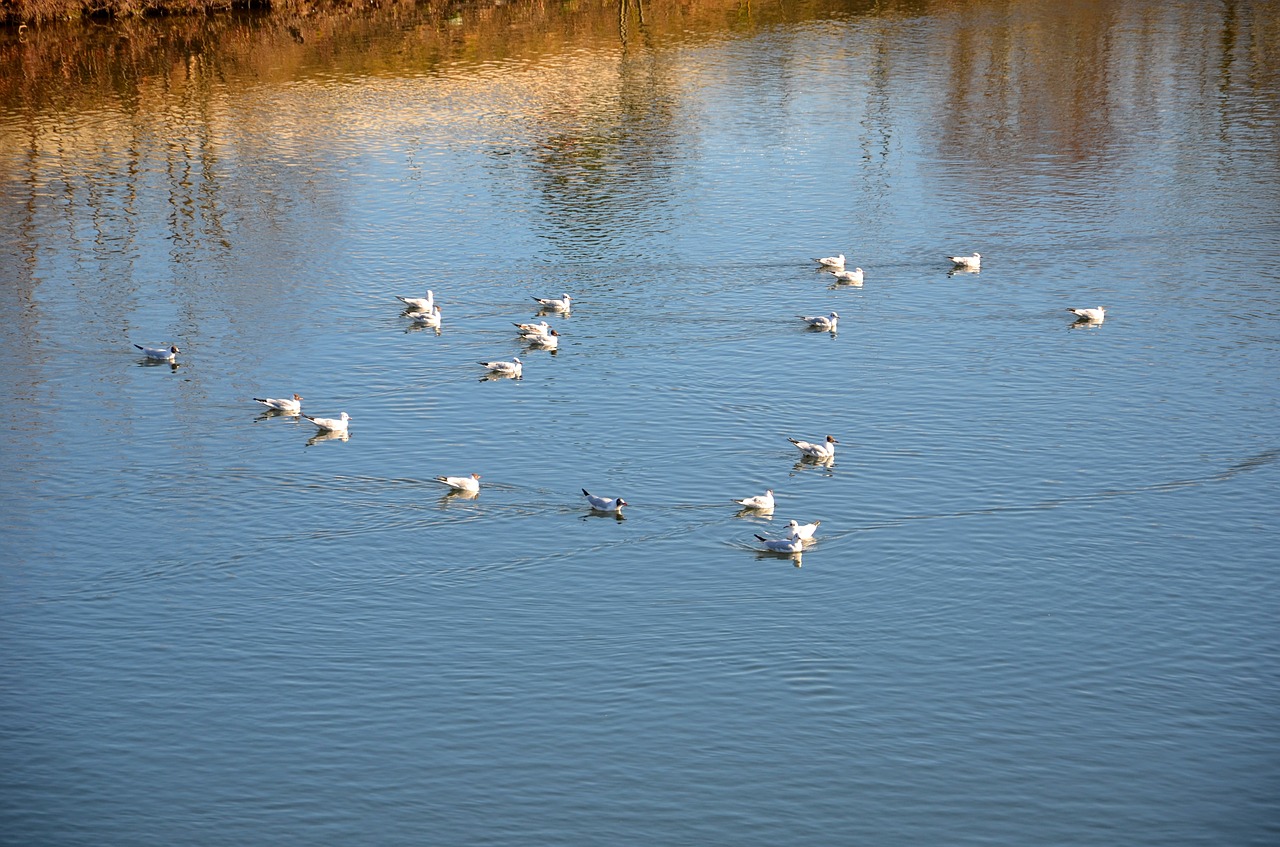 ducks duck water free photo