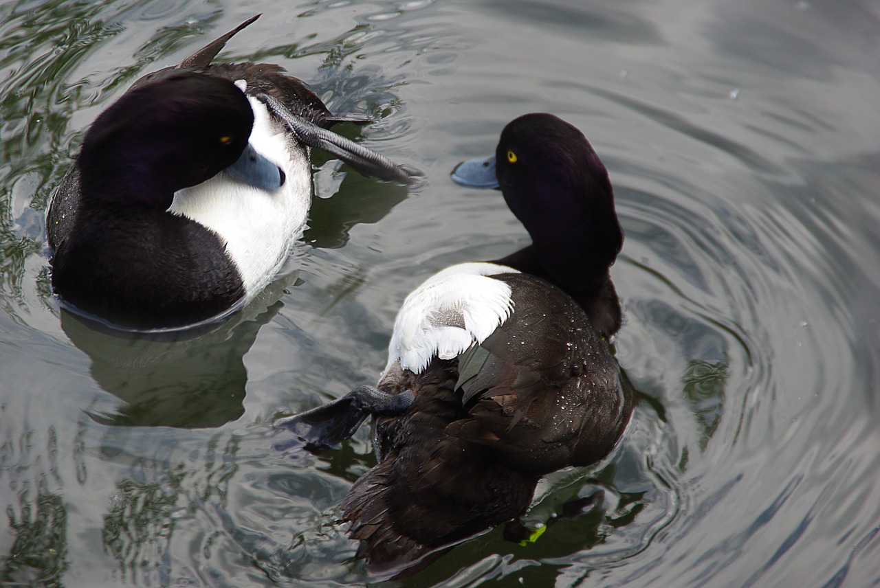 ducks water animal free photo