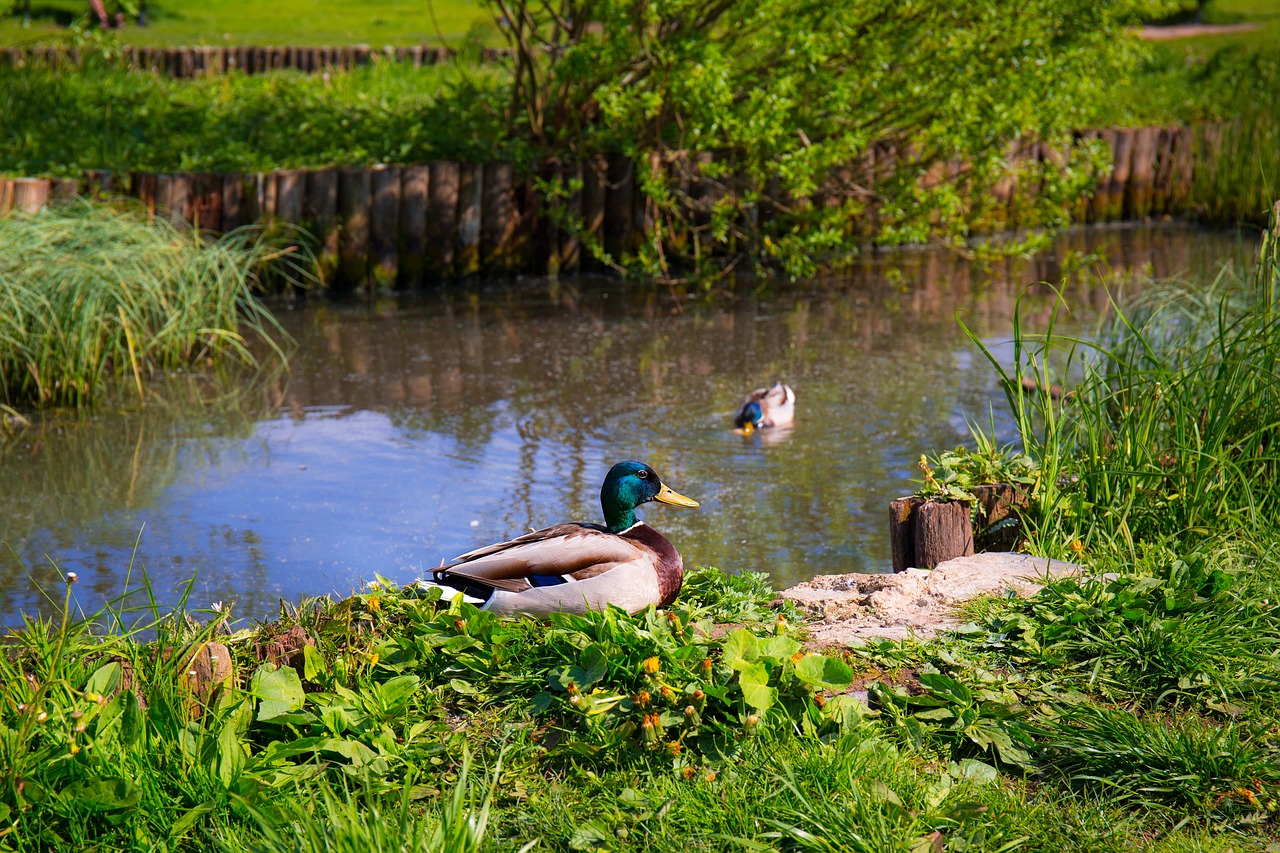 ducks animals birds free photo