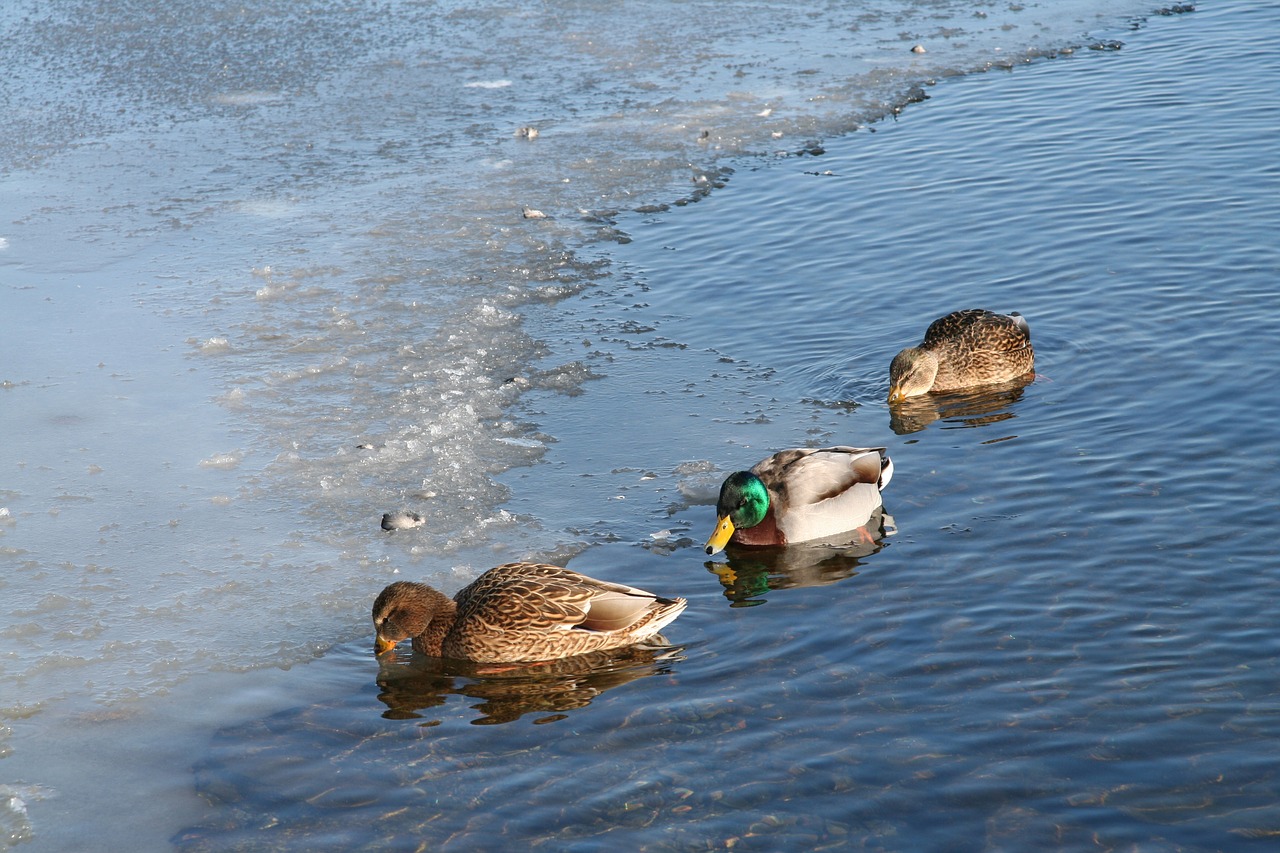 ducks winter and free photo