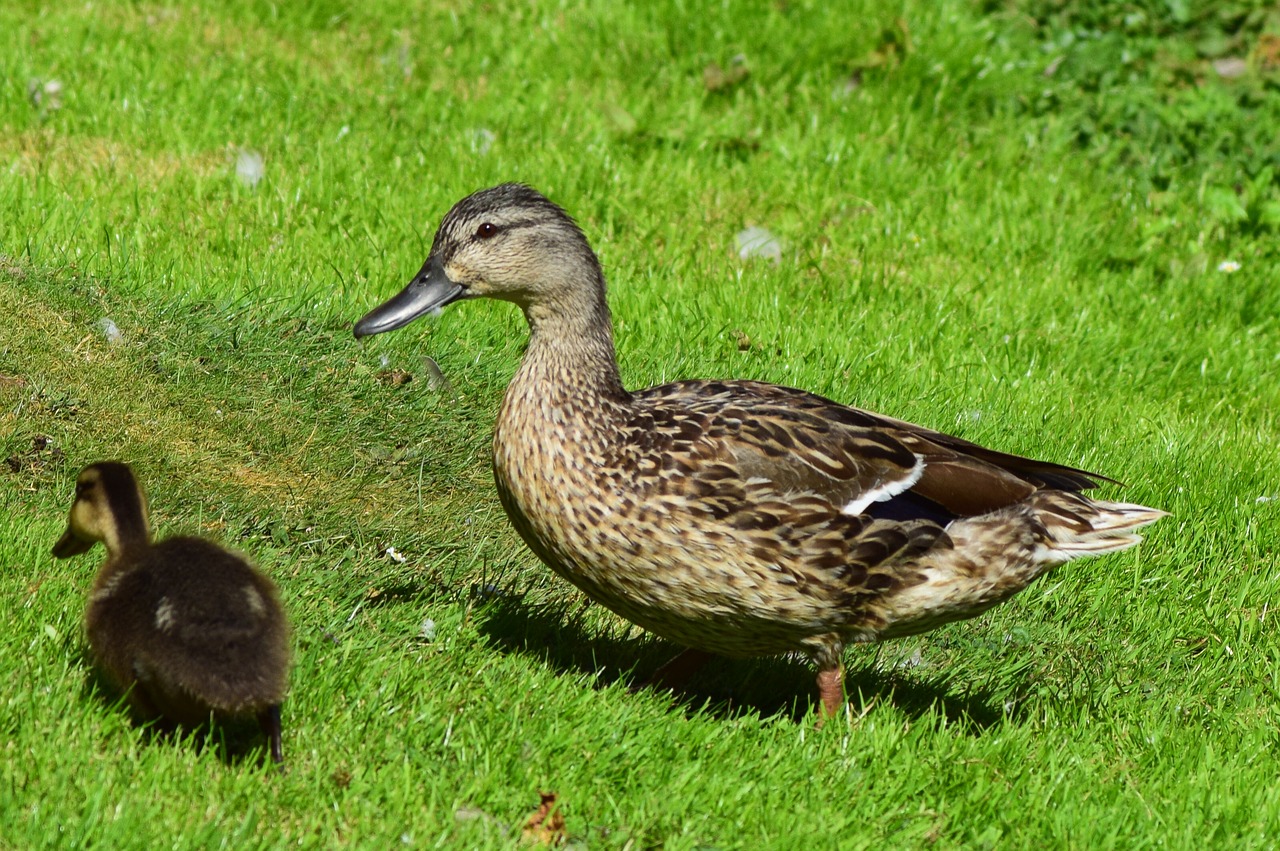 ducks baby animal free photo