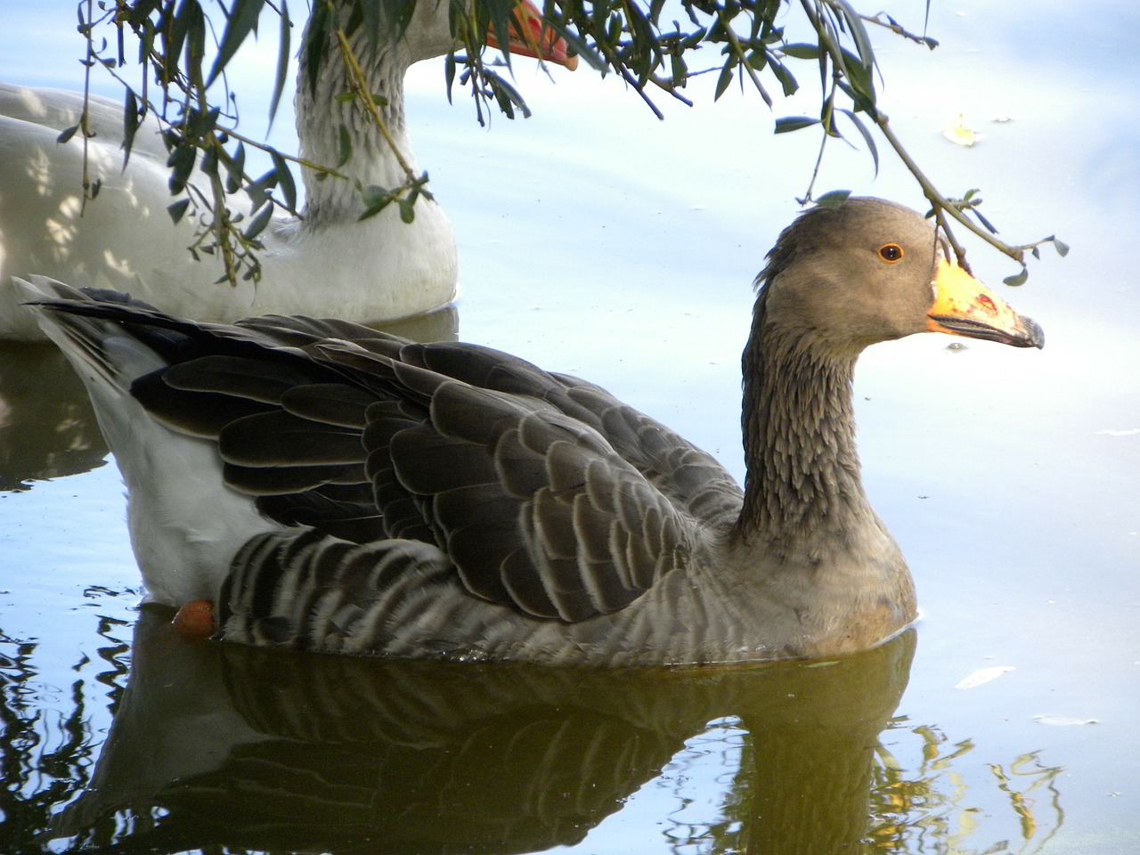 ducks birds water fowls free photo